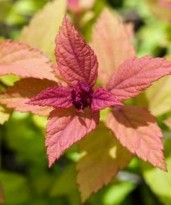 Roots Plants Spiraea Japonica Magic Carpet All Shrubs