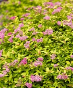 Roots Plants Spiraea Japonica Magic Carpet All Shrubs