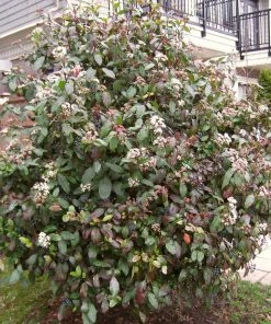 Roots Plants Best Plants For Pots & Containers Viburnum Tinus