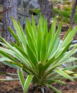 Roots Plants All Shrubs Yucca Gloriosa Variegata
