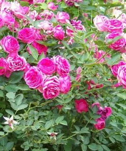 Roots Plants Climbing Rose 'Antike' | 4.5L Pot 4 Roots Plants Climbing Rose 'Antike' | 4.5L Pot