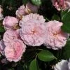 Roots Plants Shrub Rose 'Blush Winterjewel' | 4.5L Pot 2 Roots Plants Shrub Rose 'Blush Winterjewel' | 4.5L Pot