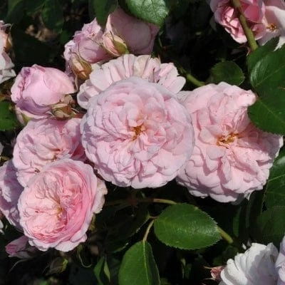 Roots Plants Shrub Rose 'Blush Winterjewel' | 4.5L Pot Roots Plants Shrub Rose 'Blush Winterjewel' | 4.5L Pot