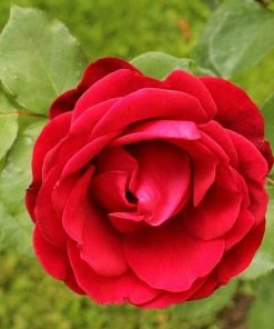 Roots Plants Shrub Rose 'Don Juan' | 4.5L Pot