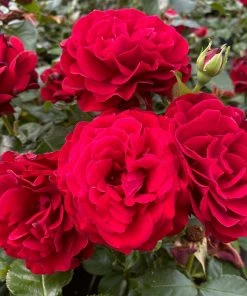 Roots Plants Rose Bushes Shrub Rose 'Draga Frayla®' | 4.5L Pot