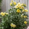 Roots Plants Climbing Rose 'Golden Showers' | 4.5L Pot Rose Bushes