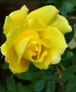 Roots Plants Climbing Rose 'Golden Showers' | 4.5L Pot Rose Bushes
