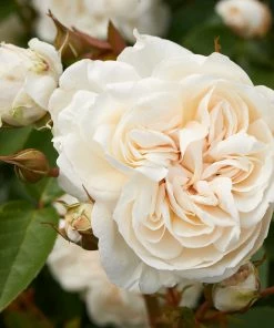 Roots Plants Climbing Rose 'Eisa Courtyard®' | 4.5L Pot Rose Bushes