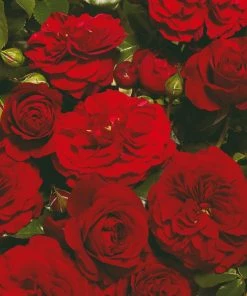 Roots Plants Climbing Rose 'Farruca Courtyard®' | 4.5L Pot