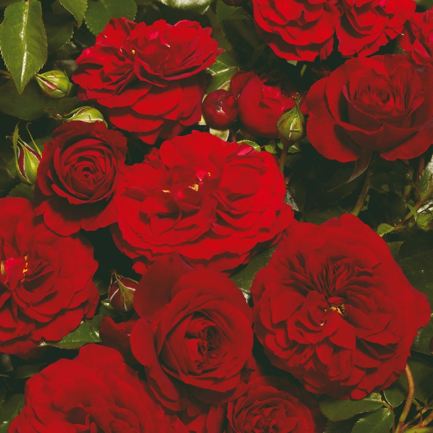 Roots Plants Climbing Rose 'Farruca Courtyard®' | 4.5L Pot Roots Plants Climbing Rose 'Farruca Courtyard®' | 4.5L Pot