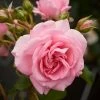 Roots Plants Climbing Rose 'Mamma Mia Courtyard®' | 4.5L Pot Rose Bushes