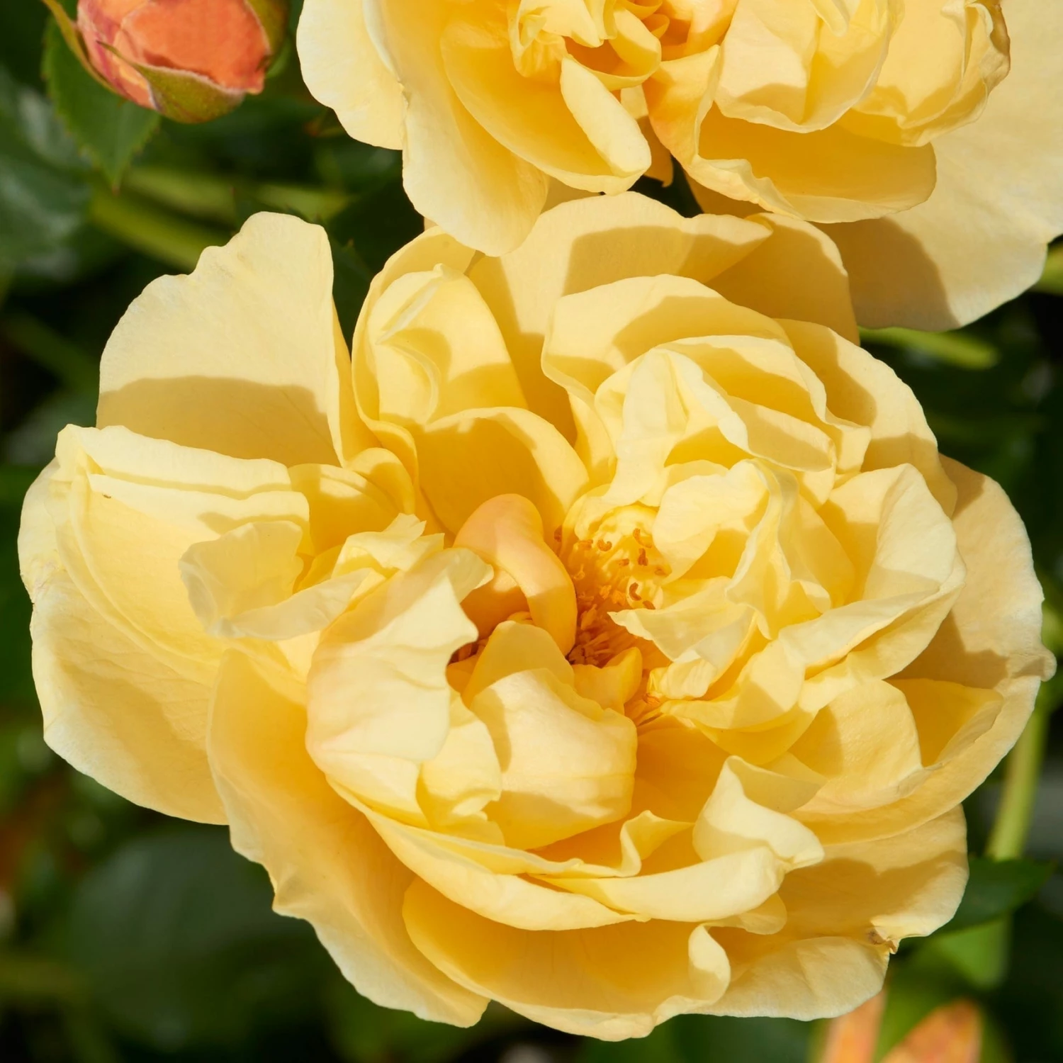 Roots Plants Climbing Rose 'Mapale Courtyard®' | 4.5L Pot Rose Bushes Roots Plants Climbing Rose 'Mapale Courtyard®' | 4.5L Pot Rose Bushes
