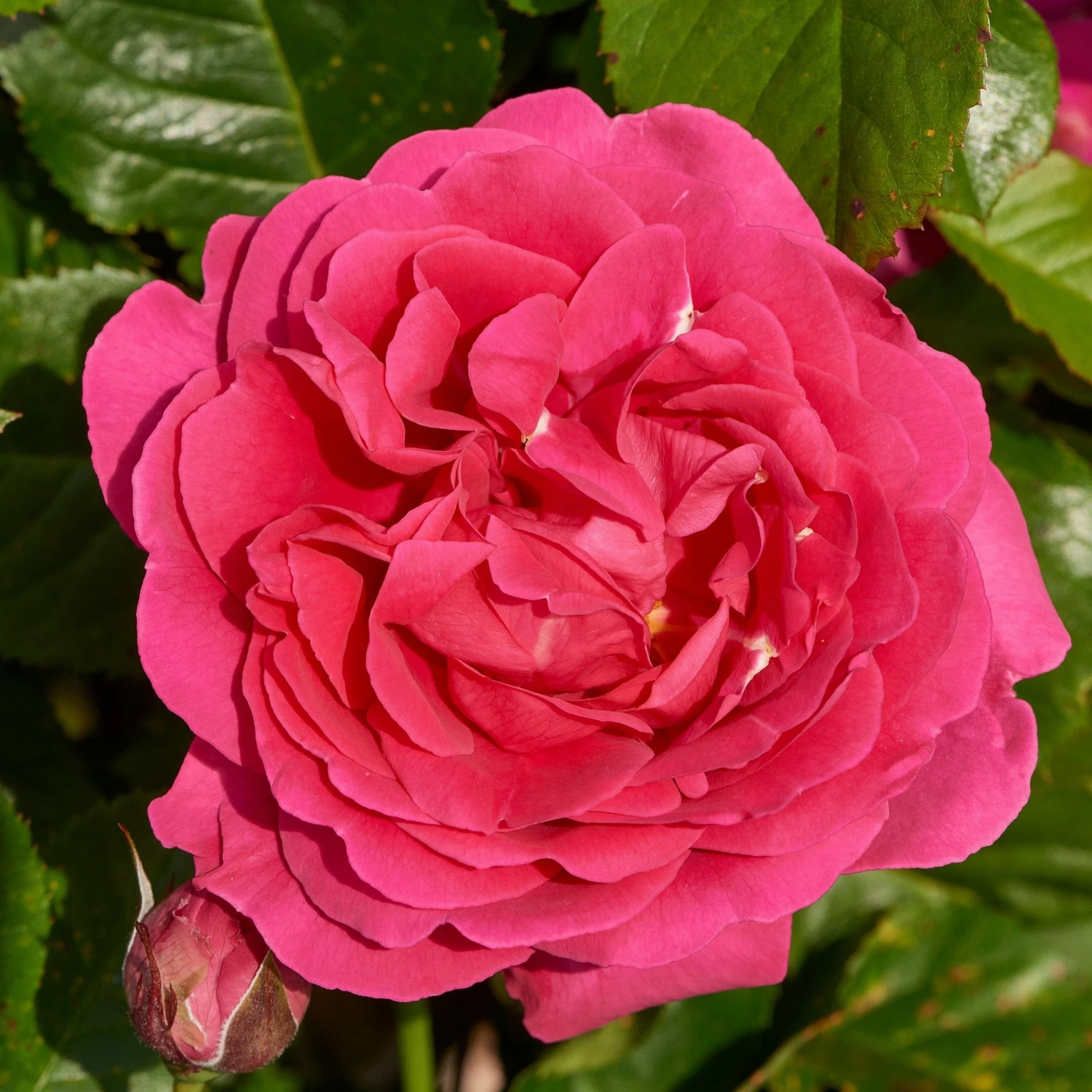 Roots Plants Climbing Rose 'Pasillo Courtyard®' | 4.5L Pot Roots Plants Climbing Rose 'Pasillo Courtyard®' | 4.5L Pot