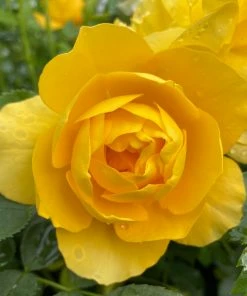 Roots Plants Shrub Rose 'Isidora Frayla®' | 4.5L Pot