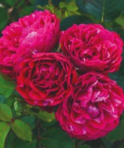 Roots Plants Shrub Rose 'Konstantina Freska®' | 4.5L Pot