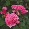 Roots Plants Rose Bushes Shrub Rose 'Mileva Frayla®' | 4.5L Pot 2 Roots Plants Rose Bushes Shrub Rose 'Mileva Frayla®' | 4.5L Pot