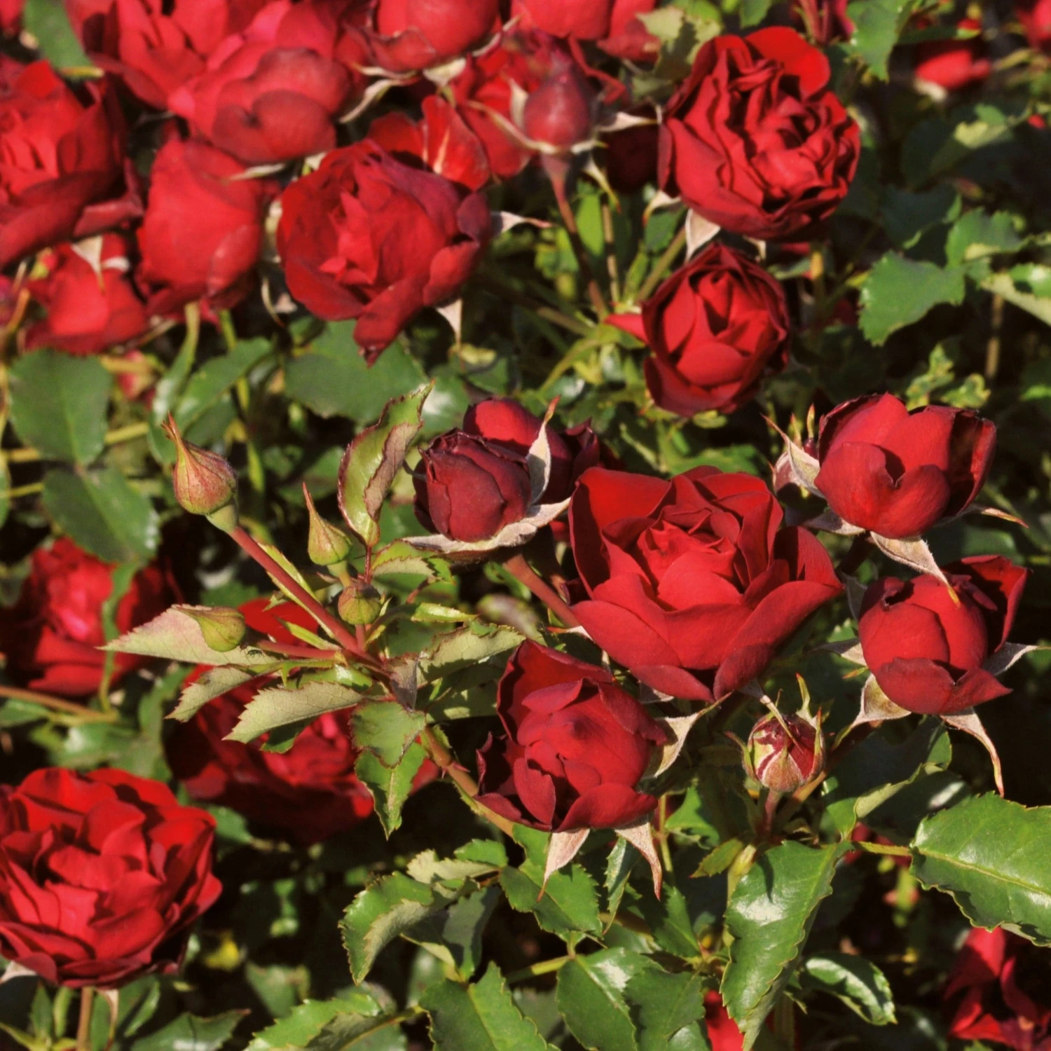 Roots Plants Shrub Rose 'Morava Reka®' | 4.5L Pot Roots Plants Shrub Rose 'Morava Reka®' | 4.5L Pot