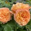 Roots Plants Shrub Rose 'Natalija Frayla®' | 4.5L Pot