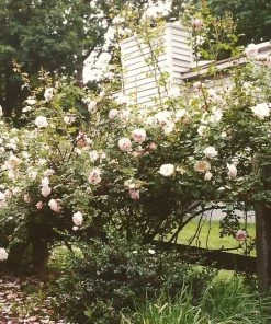 Roots Plants Climbing Rose 'New Dawn' | 4.5L Pot Rose Bushes