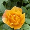 Roots Plants Rose Bushes Shrub Rose 'Olivera Frayla®' | 4.5L Pot 2 Roots Plants Rose Bushes Shrub Rose 'Olivera Frayla®' | 4.5L Pot