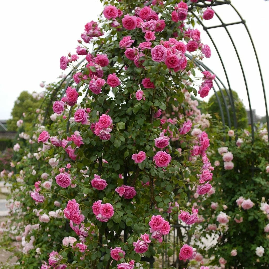 Roots Plants Rose Bushes Climbing Rose 'Parade' | 4.5L Pot Roots Plants Rose Bushes Climbing Rose 'Parade' | 4.5L Pot