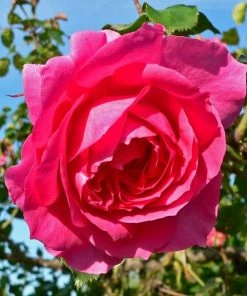 Roots Plants Rose Bushes Climbing Rose 'Parade' | 4.5L Pot
