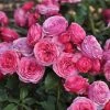 Roots Plants Shrub Rose 'Pink Vaza®' | 4.5L Pot 2 Roots Plants Shrub Rose 'Pink Vaza®' | 4.5L Pot