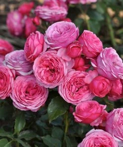 Roots Plants Shrub Rose 'Pink Vaza®' | 4.5L Pot