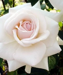 Roots Plants Rose Bushes Climbing Rose 'Swan Lake' | 4.5L Pot