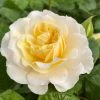 Roots Plants Shrub Rose 'Tisa Reka®' | 4.5L Pot 1 Roots Plants Shrub Rose 'Tisa Reka®' | 4.5L Pot