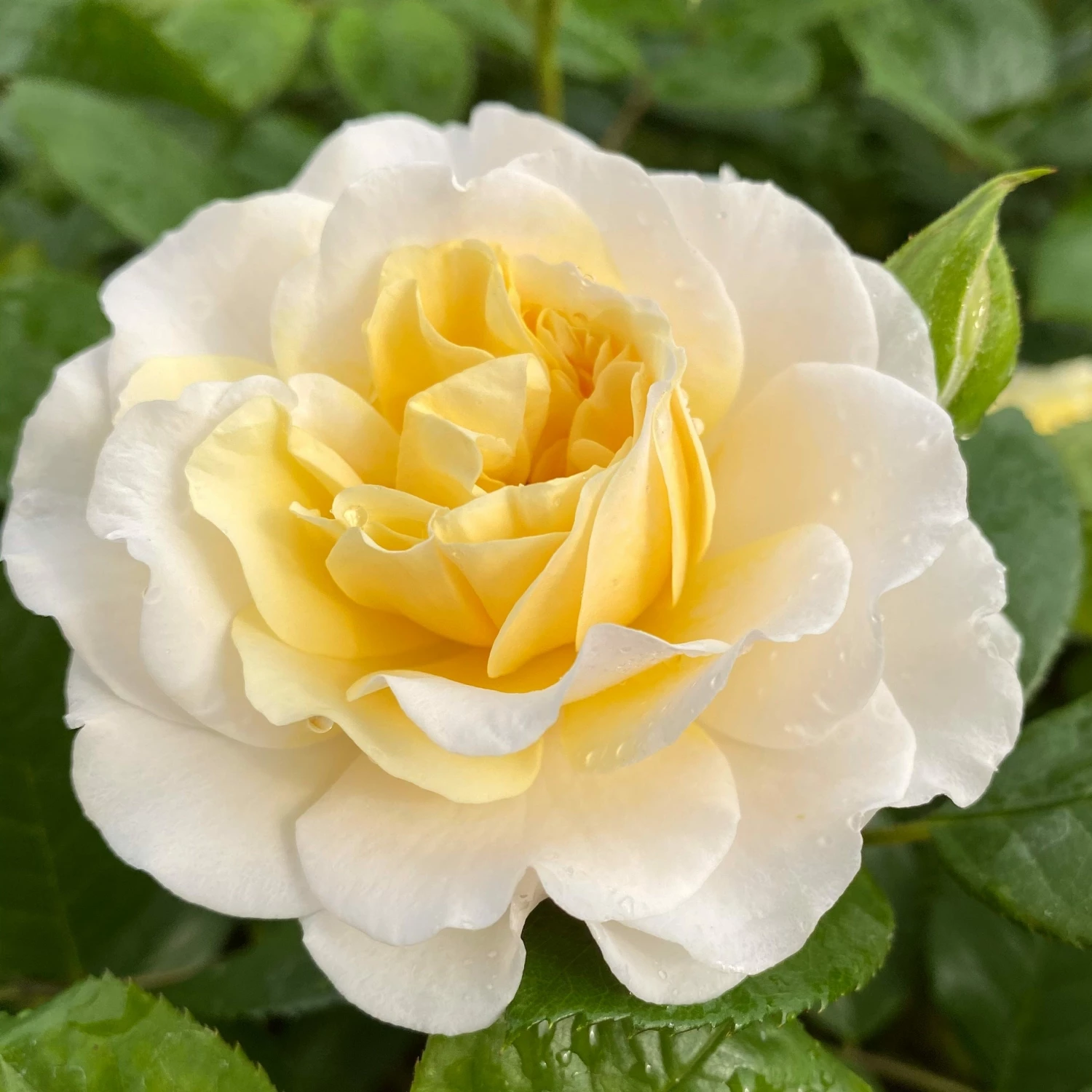 Roots Plants Shrub Rose 'Tisa Reka®' | 4.5L Pot Roots Plants Shrub Rose 'Tisa Reka®' | 4.5L Pot