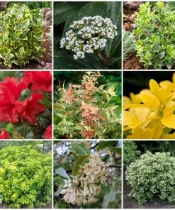 Roots Plants Best Small Evergreen Shrubs