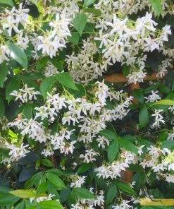 Roots Plants Star Jasmine | Trachelospermum 'Jasminoides' | On A 90cm Cane In A 3L Pot