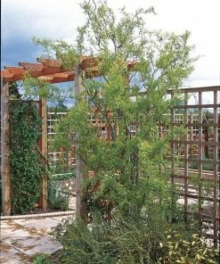 Roots Plants Trees & Shrubs Corkscrew Willow | Salix Matsudana 'Tortuosa' 6 Roots Plants Trees & Shrubs Corkscrew Willow | Salix Matsudana 'Tortuosa'