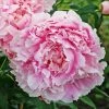 Roots Plants Perennials Peony 'Sarah Bernhardt' | 3L Pot