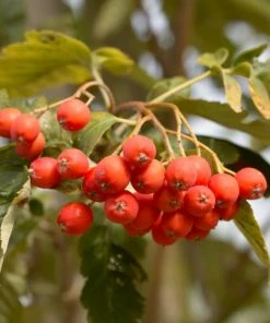 Roots Plants Sheerwater Seedling' Sorbus Tree