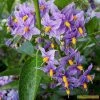 Roots Plants Other Climbing Plants Solanum Crispum 'Glasnevin' | On A 90cm Cane In A 3L Pot