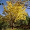 Roots Plants Trees & Shrubs Honeylocust Tree | Gleditsia Triacanthos 'Sunburst' 1 Roots Plants Trees & Shrubs Honeylocust Tree | Gleditsia Triacanthos 'Sunburst'
