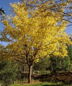 Roots Plants Trees & Shrubs Honeylocust Tree | Gleditsia Triacanthos'Sunburst'
