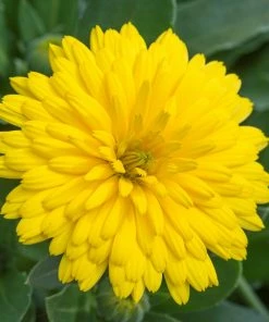 Roots Plants Calendula Power Daisy 'Sunny' | 3L Pot
