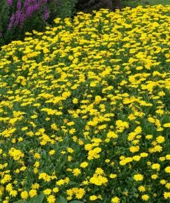 Roots Plants Calendula Power Daisy 'Sunny' | 3L Pot
