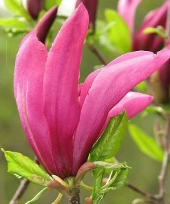 Roots Plants Magnolia 'Susan' Trees & Shrubs