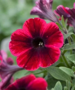 Roots Plants 20cm Petunia Sweetunia 'Suzie Storm' | 1L Pot Petunias