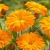 Roots Plants Calendula Power Daisy 'Tango' | 3L Pot Perennials 2 Roots Plants Calendula Power Daisy 'Tango' | 3L Pot Perennials