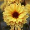 Roots Plants 30cm Dahlia Temptation 'Gold' | 1L Pot 2 Roots Plants 30cm Dahlia Temptation 'Gold' | 1L Pot
