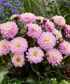 Roots Plants 30cm Dahlia Temptation 'Pink Bicolour' | 1L Pot Dahlias