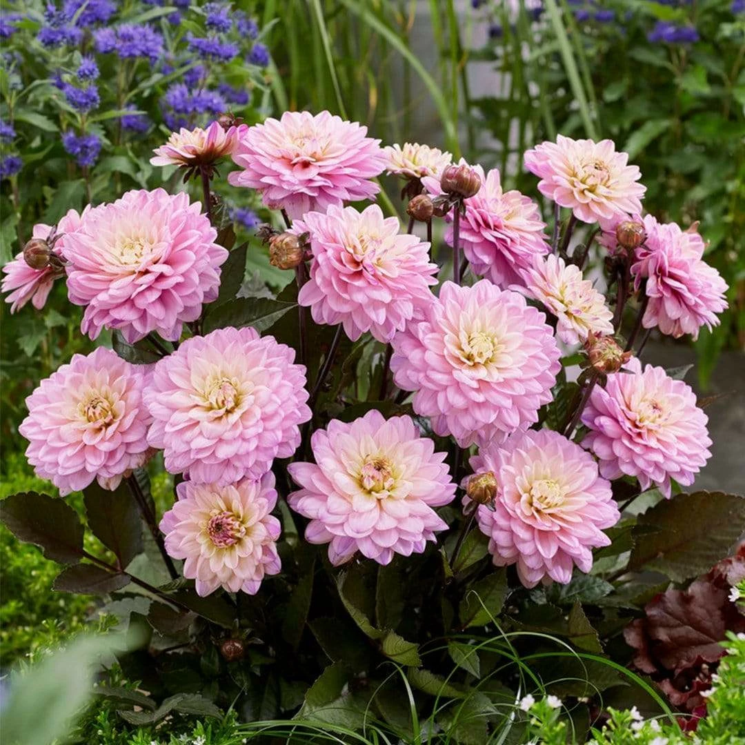 Roots Plants 30cm Dahlia Temptation 'Pink Bicolour' | 1L Pot Dahlias Roots Plants 30cm Dahlia Temptation 'Pink Bicolour' | 1L Pot Dahlias