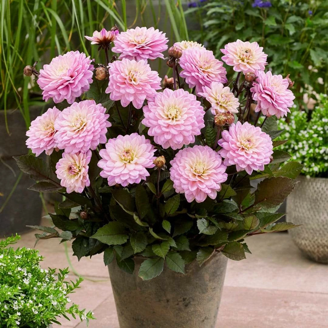 Roots Plants 30cm Dahlia Temptation 'Pink Bicolour' | 1L Pot Dahlias Roots Plants 30cm Dahlia Temptation 'Pink Bicolour' | 1L Pot Dahlias