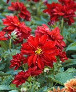 Roots Plants 30cm Dahlia Temptation 'Red' | 1L Pot Dahlias