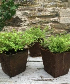 Roots Plants 3 Organic Thyme Plants 4 Roots Plants 3 Organic Thyme Plants